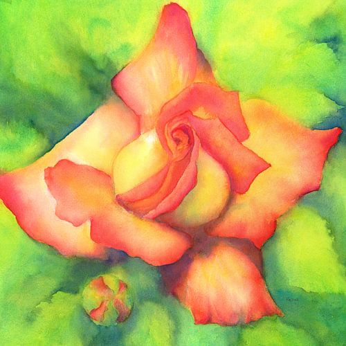 Rose pêche aquarelle carrée