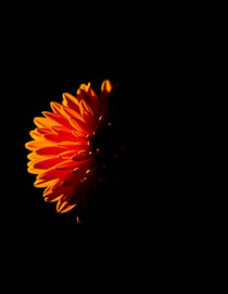 "Chrysanthemum XV" by Ember Bloom