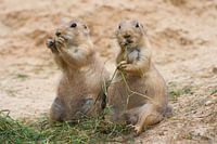 Nibble and Dale