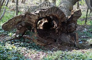 toter Baumstamm