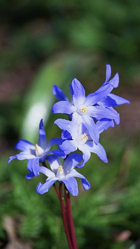 Blue flowers against a soft background
