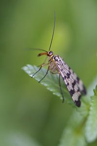 Insect: schorpioenvlieg