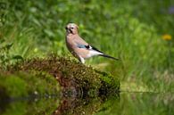Eichelhäher, Bird, Vogel, Wald von Marjolein van der Mey Miniaturansicht