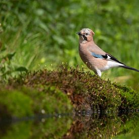 Eichelhäher, Bird, Vogel, Wald von Marjolein van der Mey