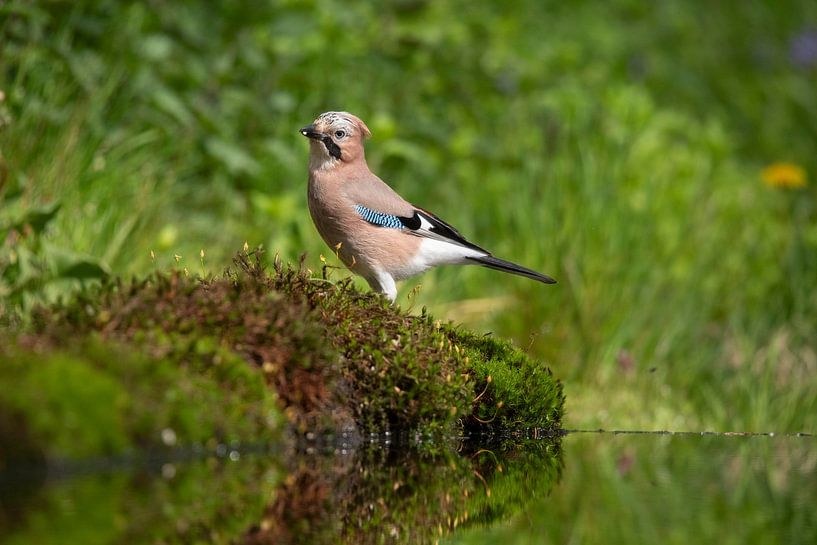 Eichelhäher, Bird, Vogel, Wald von Marjolein van der Mey