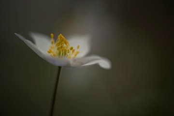 Mysterious wood anemone by Gea Veldhuizen