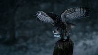 Eagle owl taking off