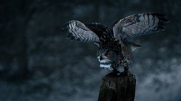 Eagle owl taking off by Nils Hornschuh