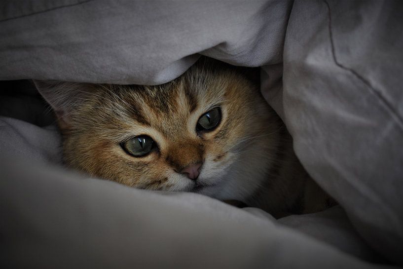 Kitten under sheet by Tuur Wouters