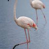 Flamants roses (Phoenicopterus roseus) sur Dirk Rüter