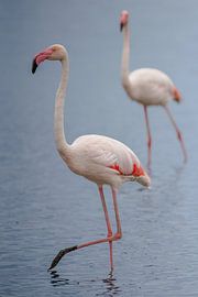 Flamants roses (Phoenicopterus roseus) sur Dirk Rüter