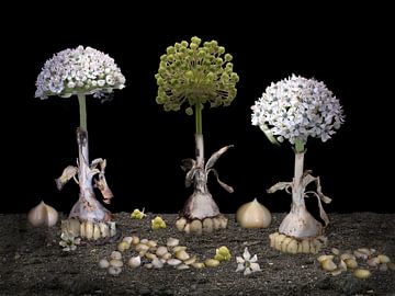 Magisch realisme van Allium nigrum van Bartel van den Berg
