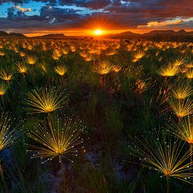 Paepalanthus Wildblume von Marcio Cabral