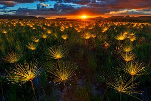 Paepalanthus Wildflower at sunset by Marcio Cabral