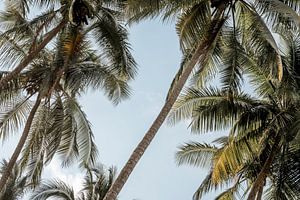 Palmiers sur fond de ciel tropical bleu vif