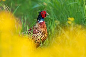 een fazantenhaan (Phasianus colchicus) staat in een weiland met gele bloeiende koolzaadbloesems