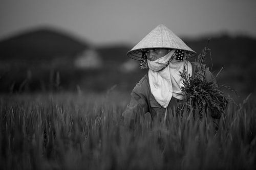 Working the land on a steaming hot day