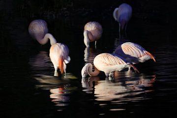 Flamingo's bij avondlicht