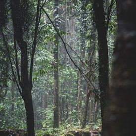 chemin de la forêt tropicale sur Ennio Brehm