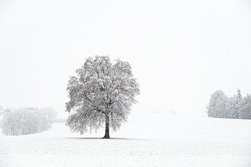 Een besneeuwde, eenzame boom van José IJedema