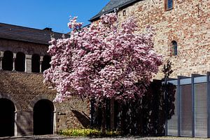 Magnolia à Trèves