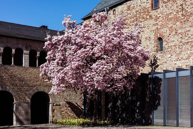 Magnolie in Trier von Luis Emilio Villegas Amador