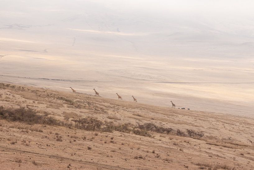 Giraffenherde geht die Hügel des Ngorongoro hinauf von Mickéle Godderis