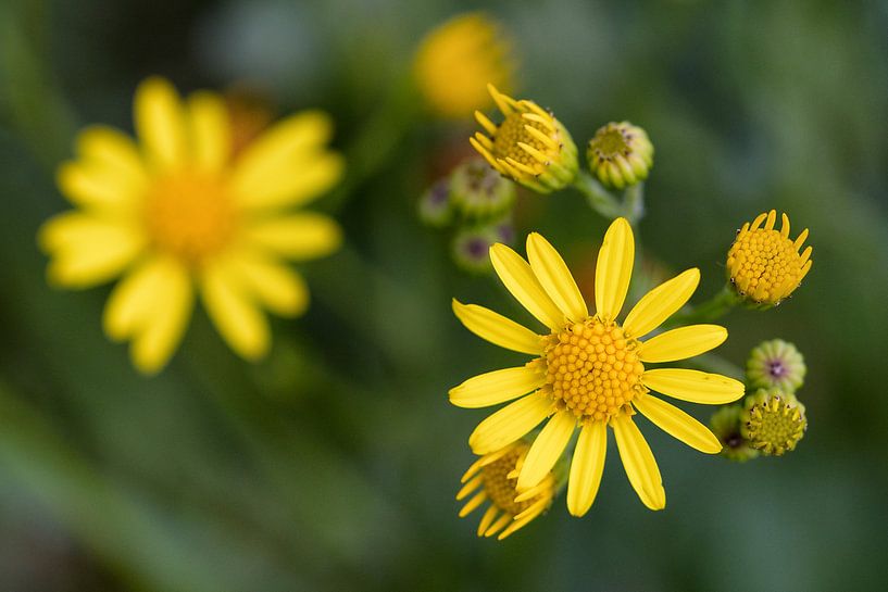Gele bloemen van Jos Reimering
