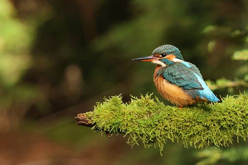Bolletje ijsvogel van Daniëlle Eibrink Jansen