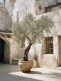 Innenhof mit mediterranen Olivenbäumen von IamHomeStudio