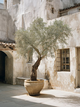 Innenhof mit mediterranen Olivenbäumen