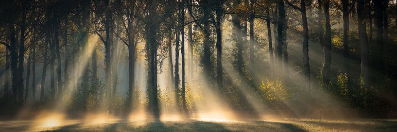 Im Rampenlicht von Edwin Mooijaart