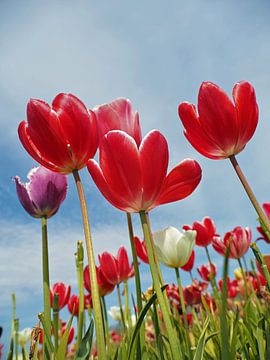 Tulpen in de Nederlandse Bollenstreek in kikkerperspectief