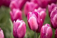 een roze tulp in het bloemenveld | fine art foto