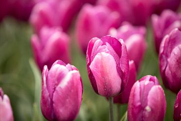 a pink tulip in the flower field | fine art photo by Karijn | Fine art Natuur en Reis Fotografie