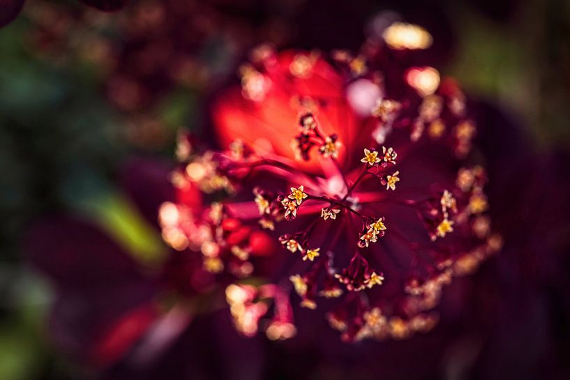 Prukenboom by Rob Boon