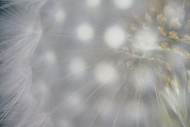 Door de sluier van paardenbloempluisjes van Marjolijn van den Berg