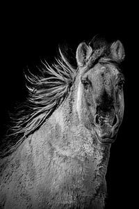 portrait of a stallion by Nienke Bot