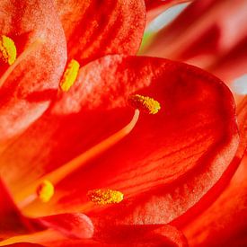 Orange Blume von tassy fotografie