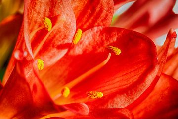 Oranje bloem van tassy fotografie