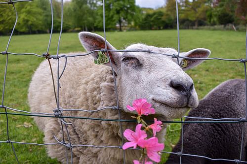 Schaap met bloem