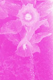 Narcissus in ijs in paars van Marc Heiligenstein