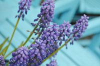 Blauwe druifjes