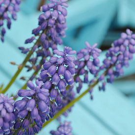 Blauwe druifjes van Madelon Thijs