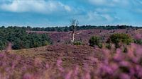 Paarse heide overdag in de zomer