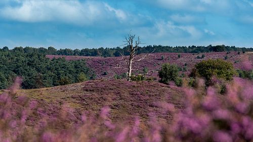 Lila Heidekraut tagsüber im Sommer