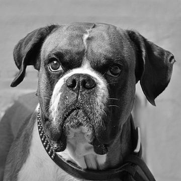 Boxer Hond Zwart en Wit van Ingo Laue