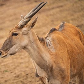 Antilope élan sur Nicola Mathu