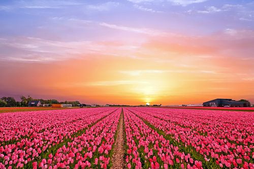 Tulpen velden op het platteland in Nederland bij zonsondergang
