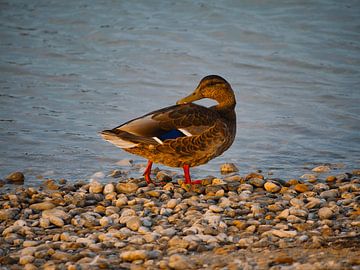 Wildente am Ufer des Neusiedler Sees von Lakeside Explorer